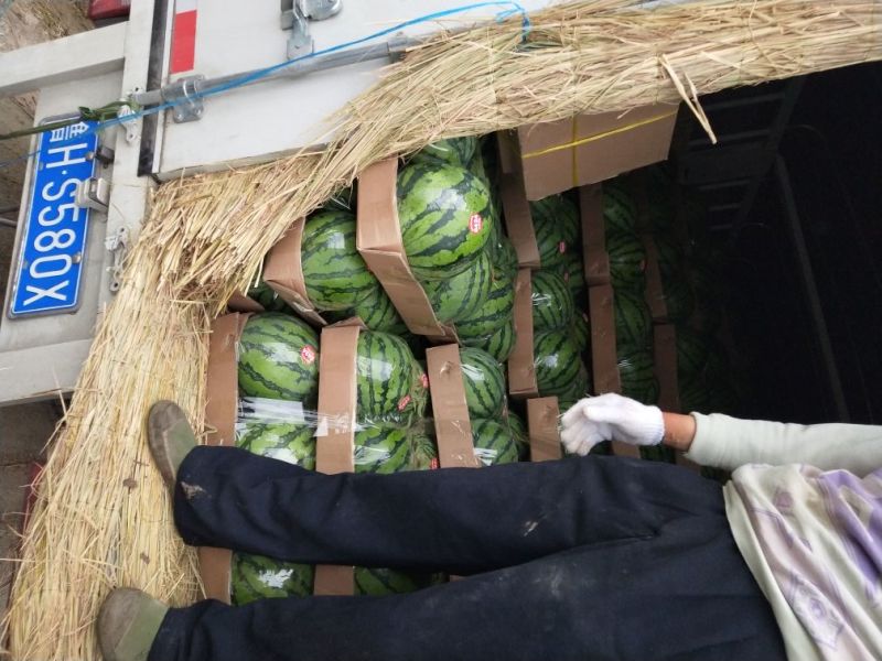 东台市8424西瓜5斤打底9成熟1茬