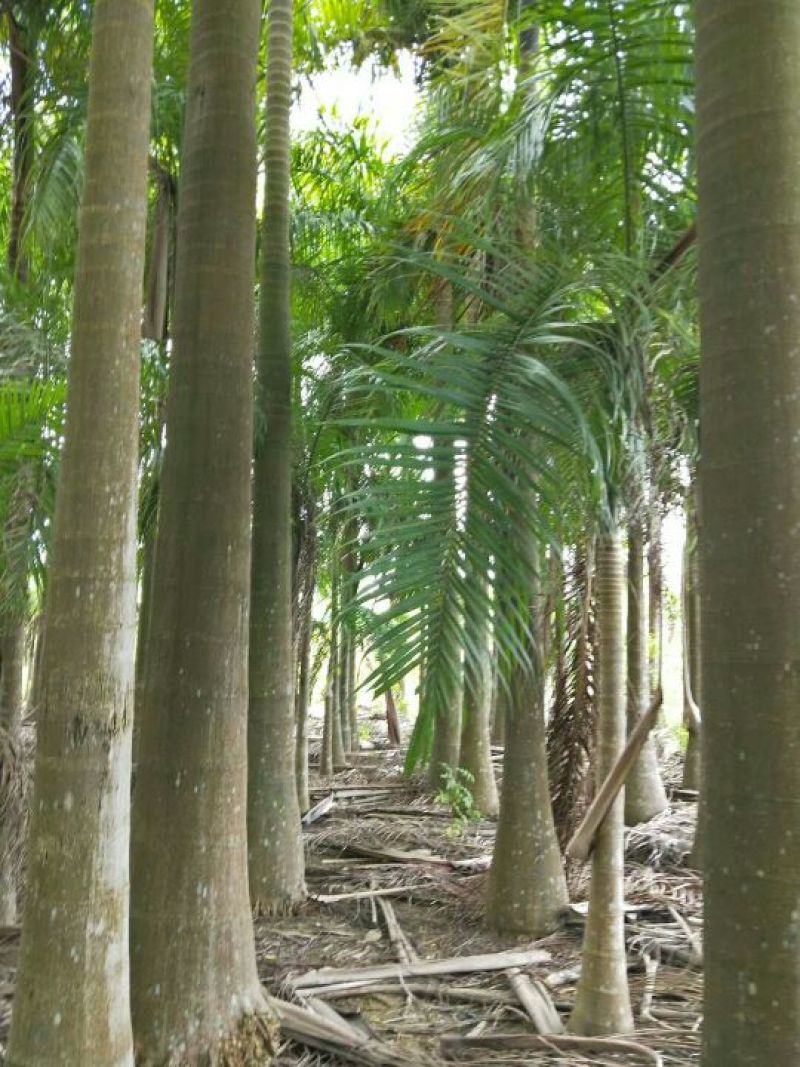 椰子树，孤尾椰子树苗，家庭后院盆栽种植