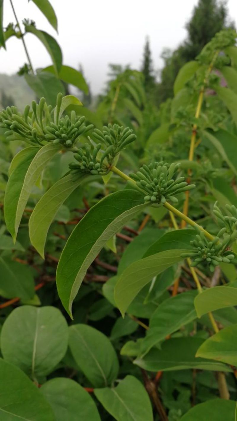 保健养生，金银花，银花。中药材。干货。种植。