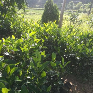 菠萝蜜苗植生树