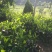 菠萝蜜苗植生树