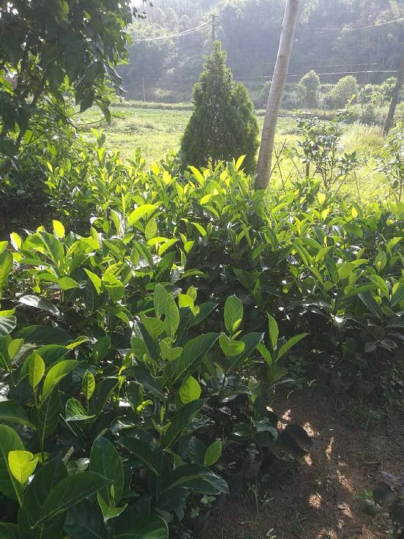 菠萝蜜苗植生树