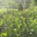 菠萝蜜苗植生树