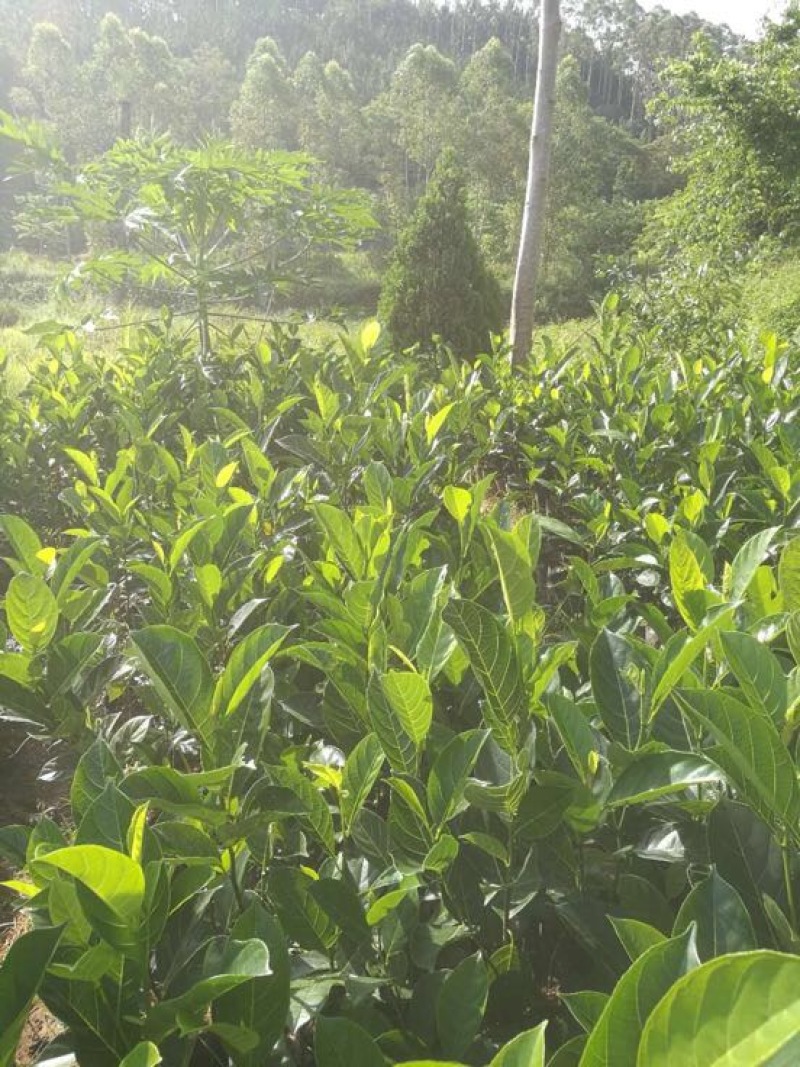 菠萝蜜苗植生树