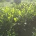菠萝蜜苗植生树