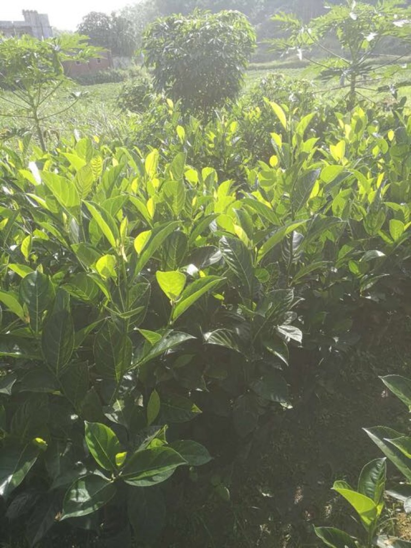 菠萝蜜苗植生树