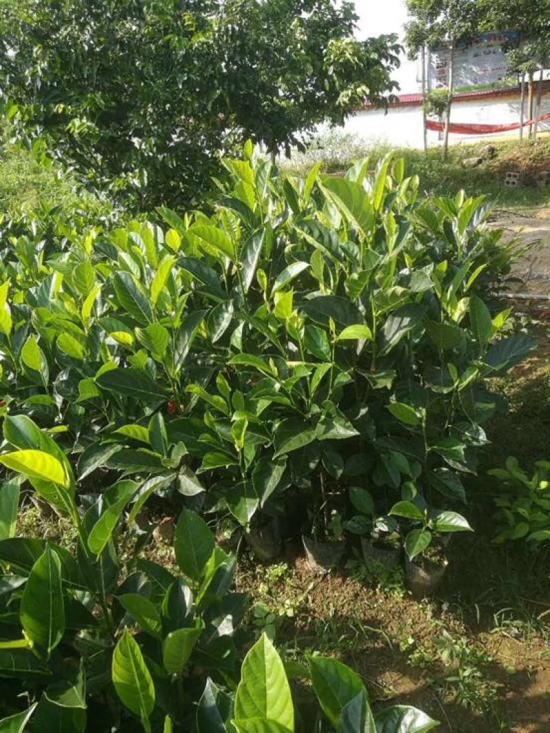 菠萝蜜苗植生树