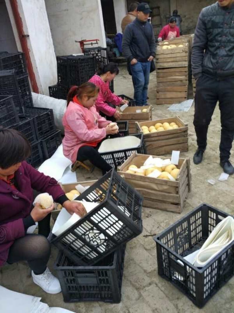砀山梨，黄冠，秋月梨，套袋光果，皮薄无渣，诚信合作，