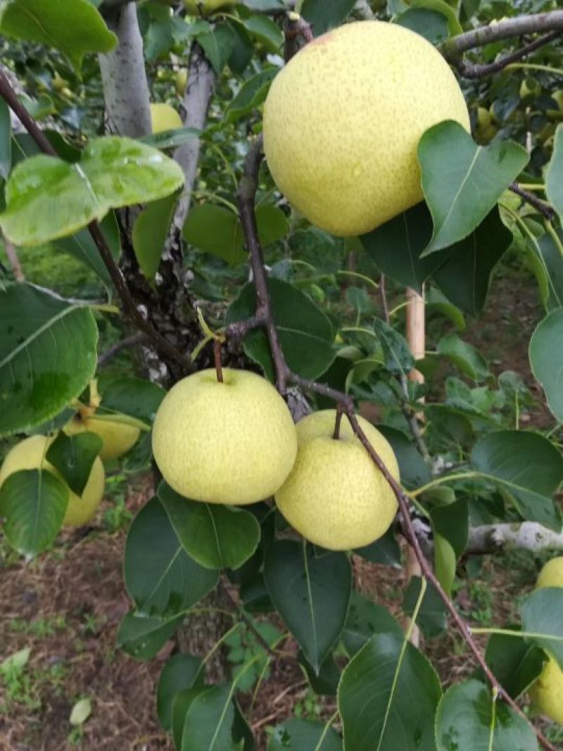 砀山梨，黄冠，秋月梨，套袋光果，皮薄无渣，诚信合作，