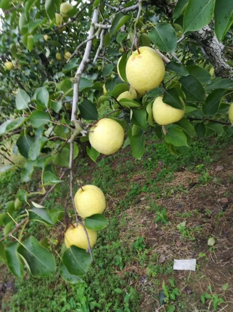 砀山梨，黄冠，秋月梨，套袋光果，皮薄无渣，诚信合作，
