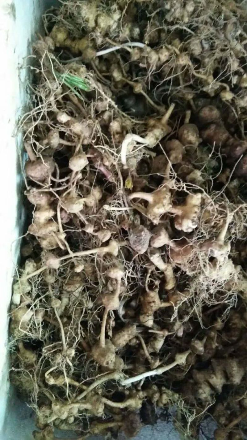 纽子七种茎
