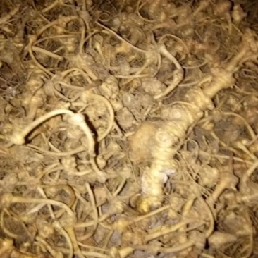 纽子七种茎