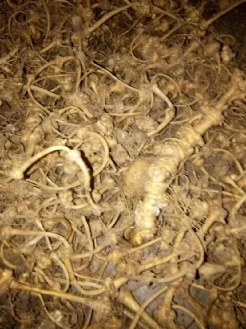 纽子七种茎