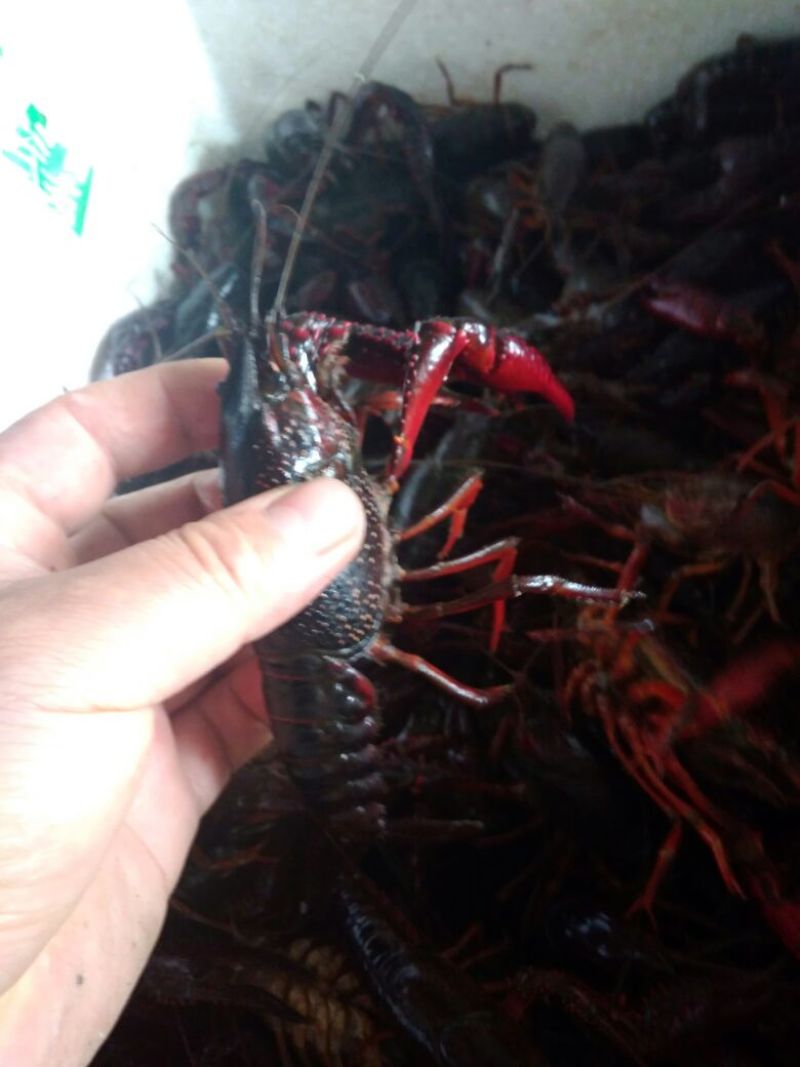 6以上青虾