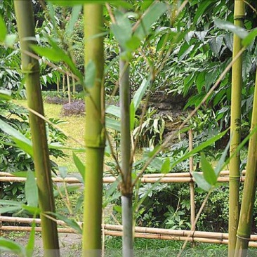 苦竹3~4m