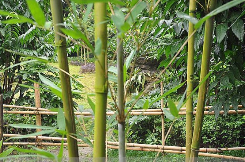 苦竹3~4m