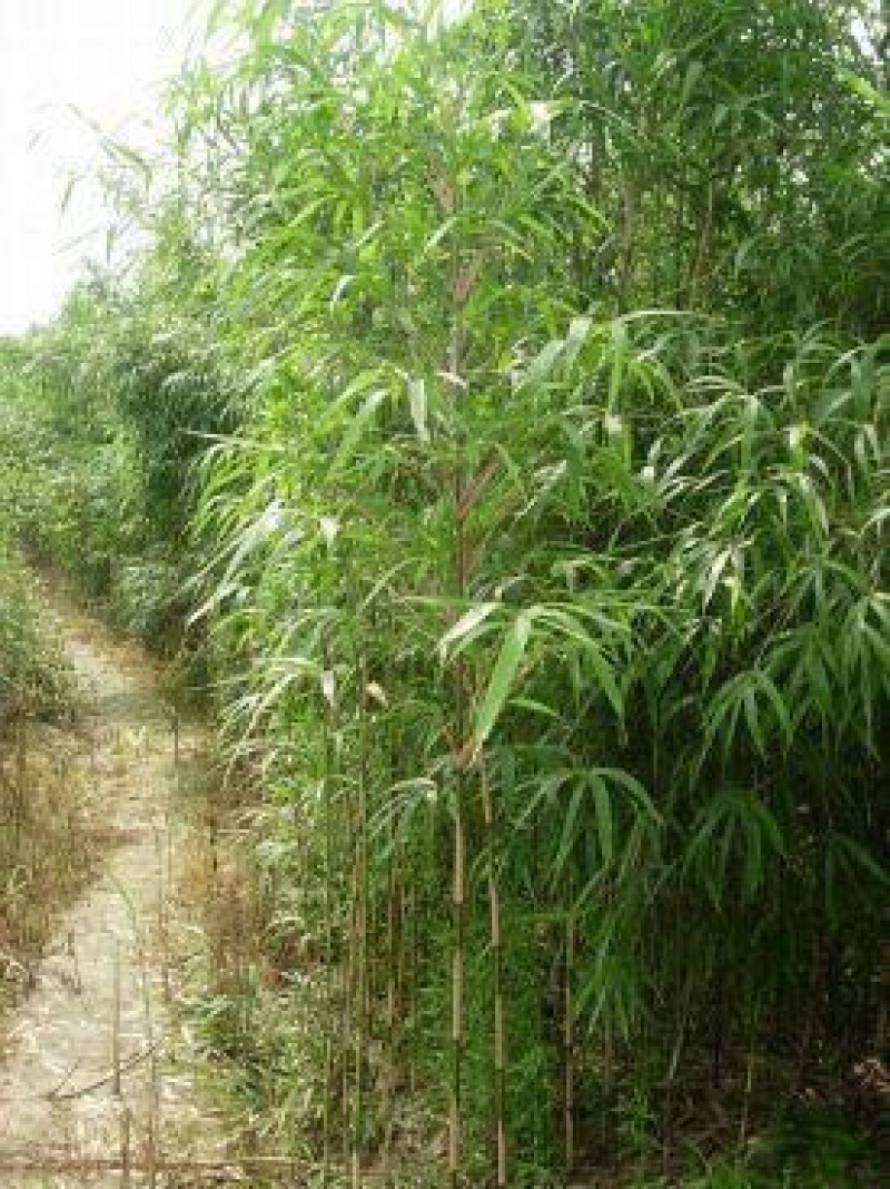 苦竹3~4m