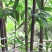 苦竹3~4m