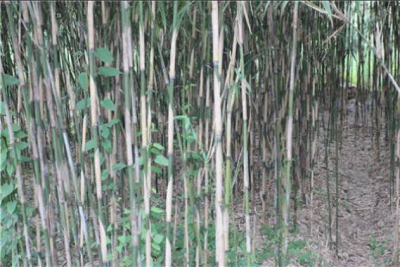 苦竹3~4m