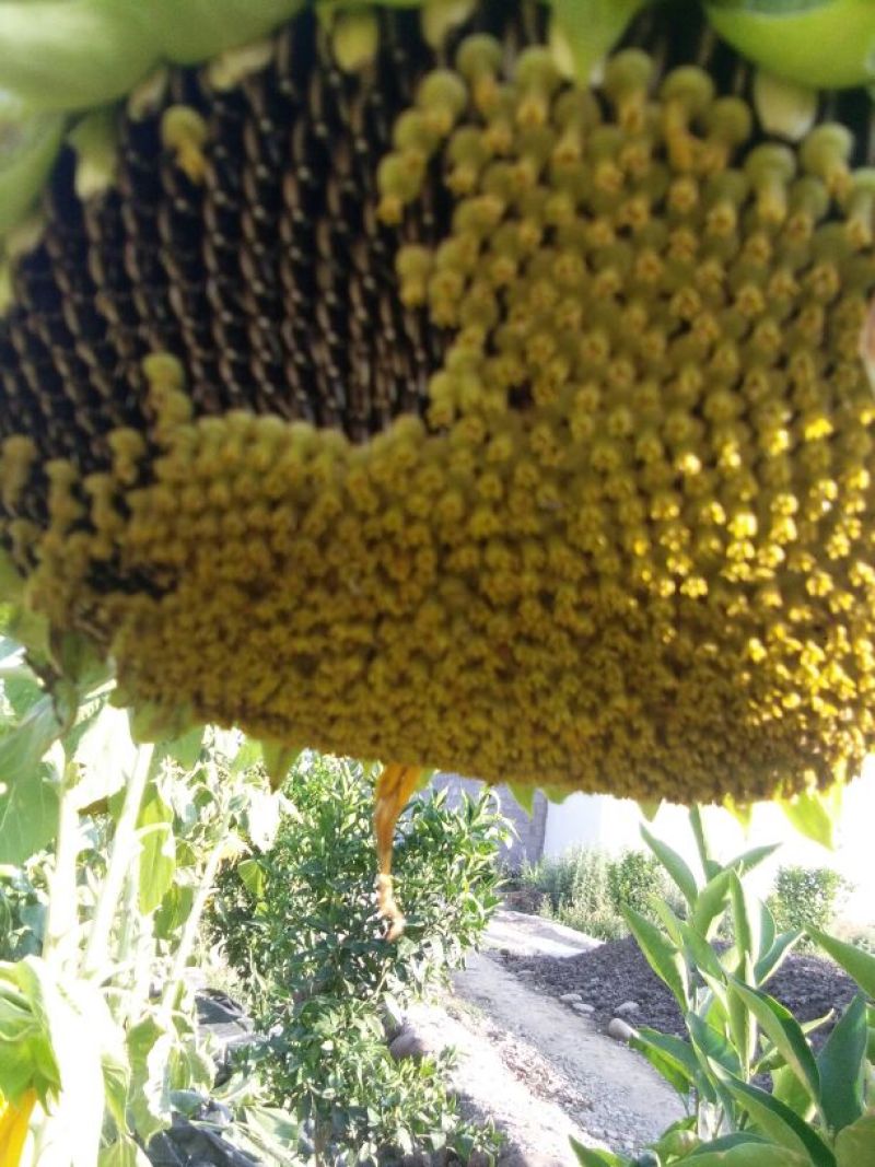 葵花籽花盘