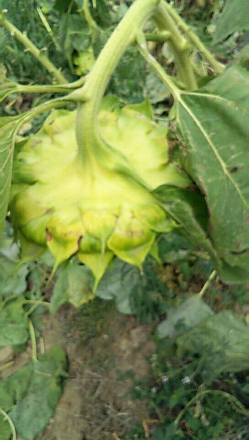 葵花籽花盘
