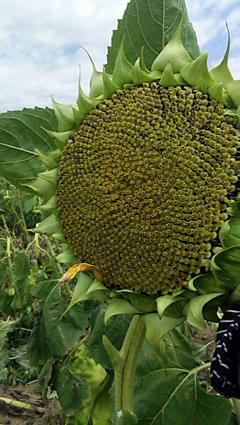 葵花籽花盘