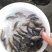 太阳鱼