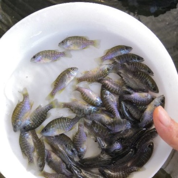 太阳鱼