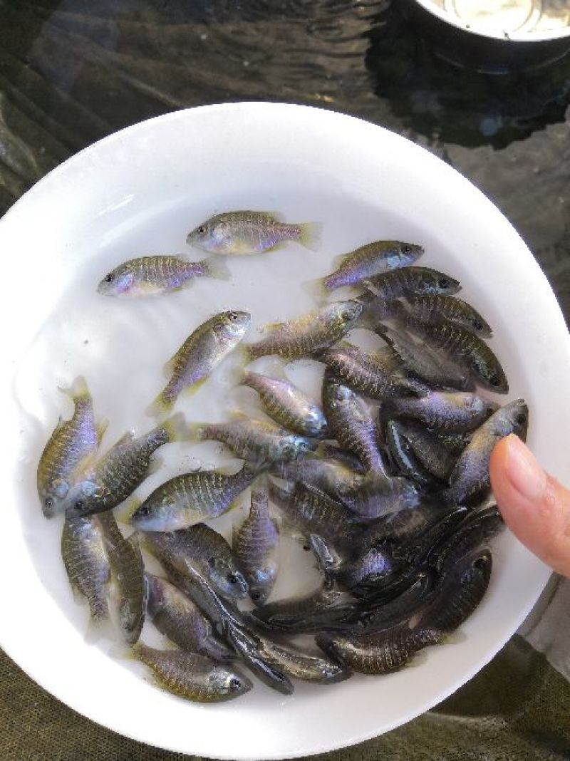 太阳鱼