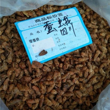 雄蚕蛾雄