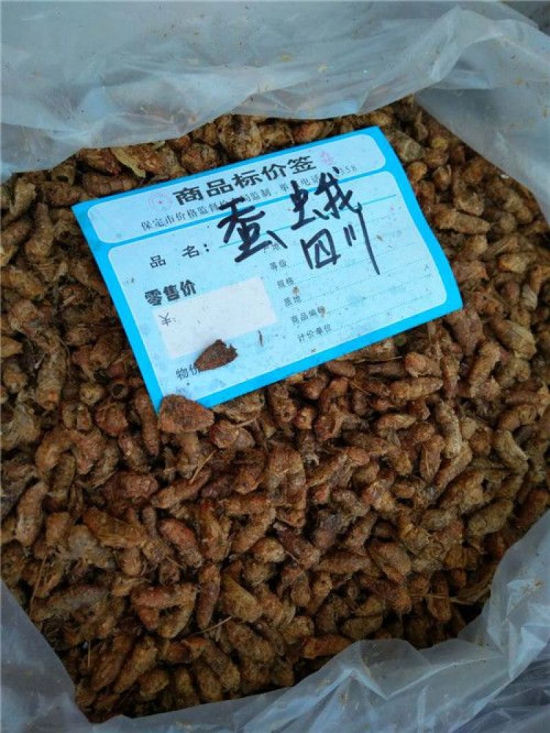 雄蚕蛾雄