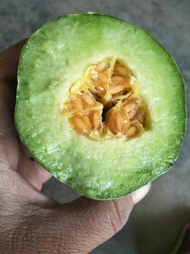 羊角蜜，花仙子有需要的抓紧联系