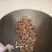 雄蚕蛾雄