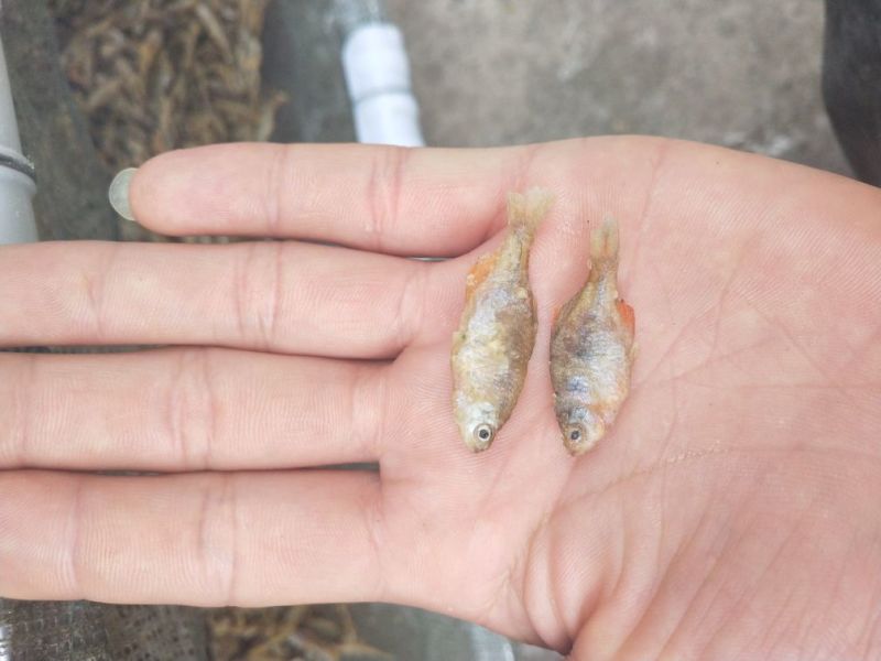 鱼干炸鱼干