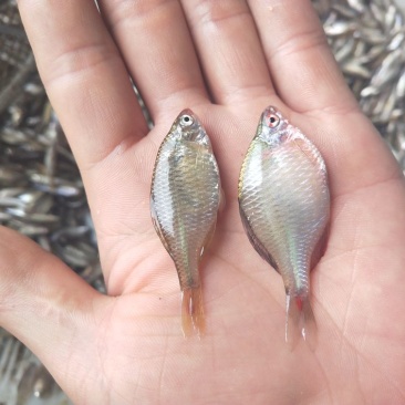 鱼干炸鱼干