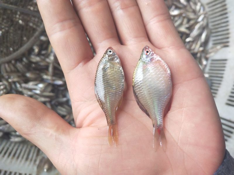鱼干炸鱼干