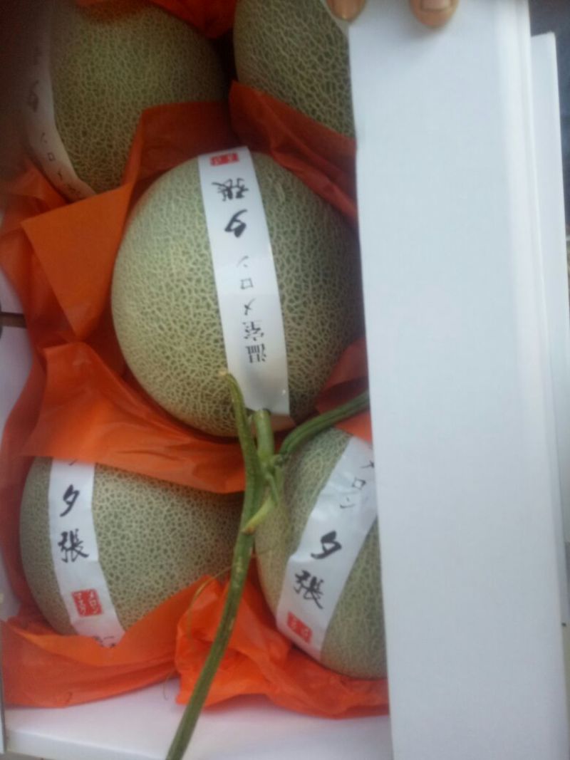 山东昌乐网纹瓜！糖度17-大量上市中