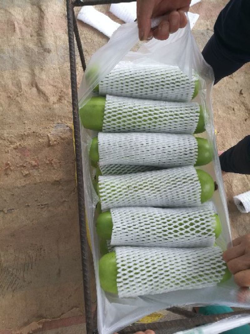 精品瓠瓜，产地直供，支持线上交易保障