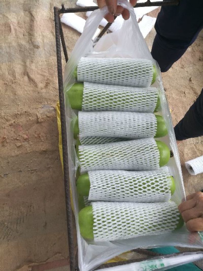 精品瓠瓜，产地直供，支持线上交易保障