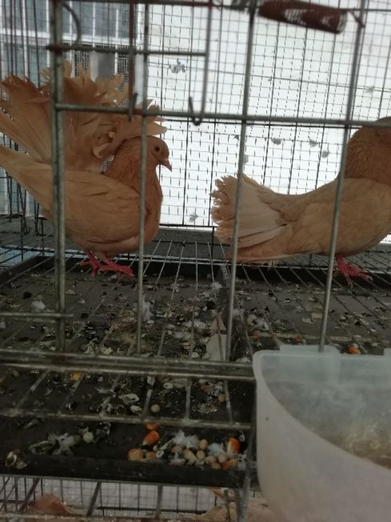 观赏鸽大全各种观赏鸽出售