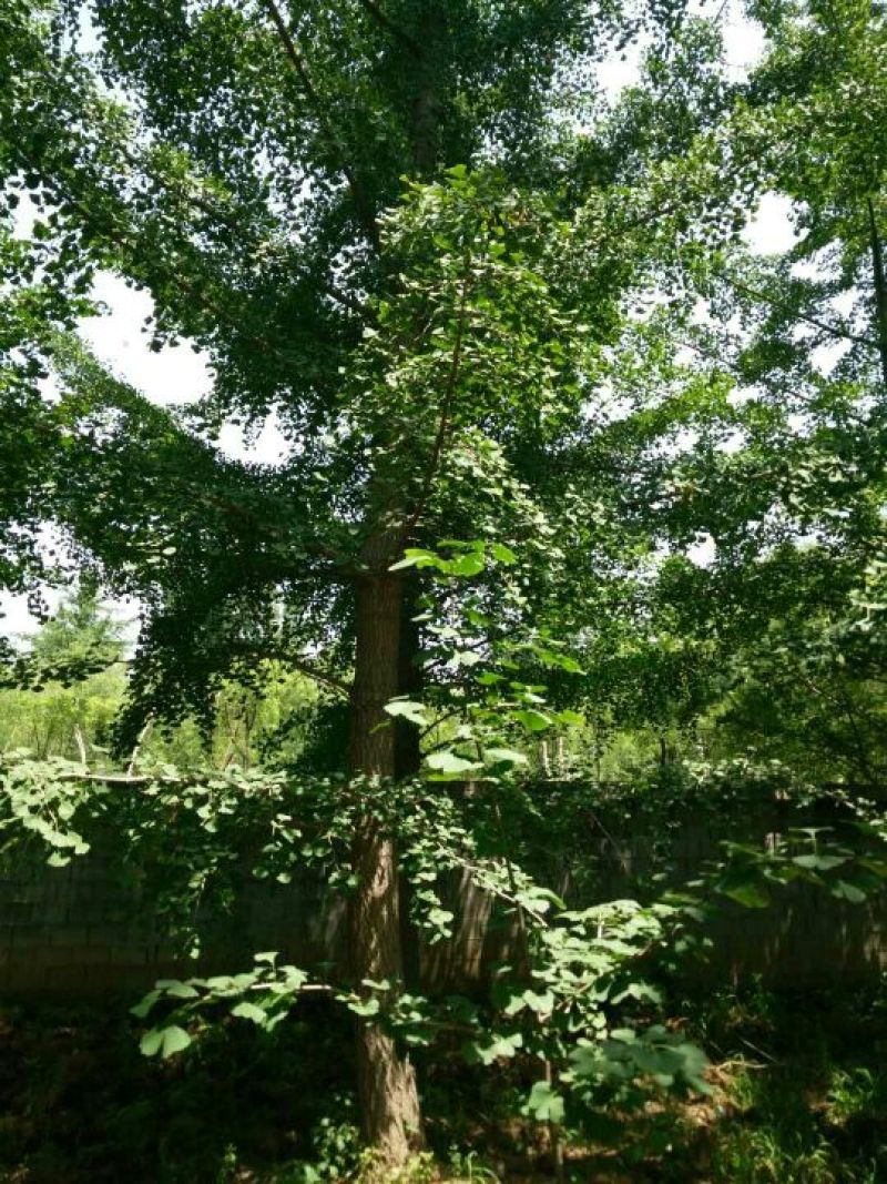 自生银杏树