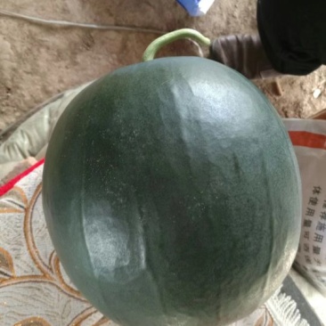 优质黒无籽西瓜