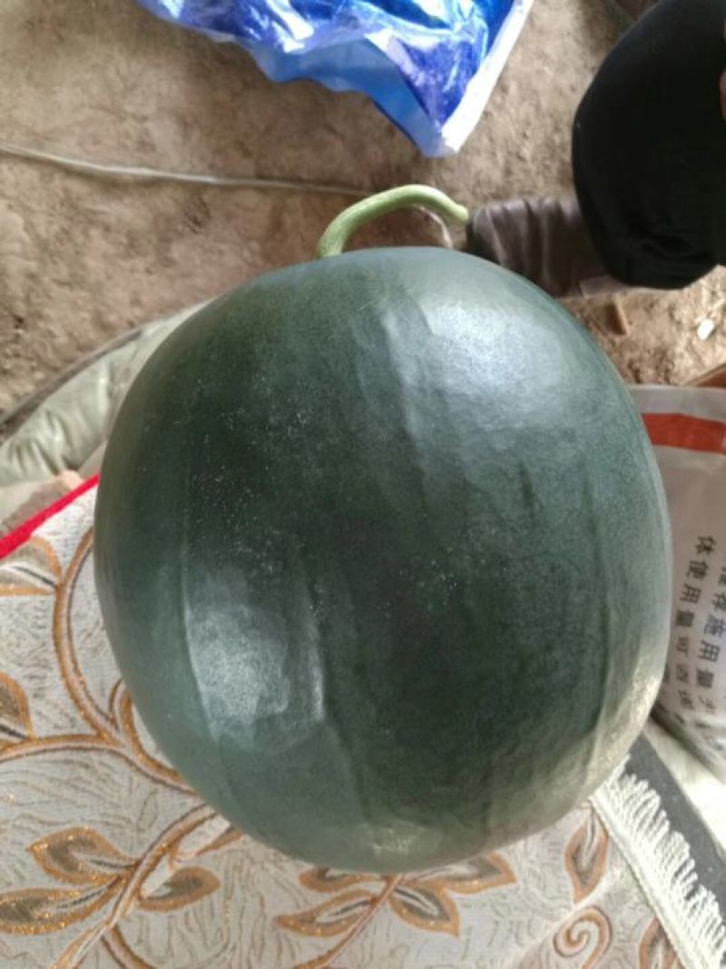 优质黒无籽西瓜