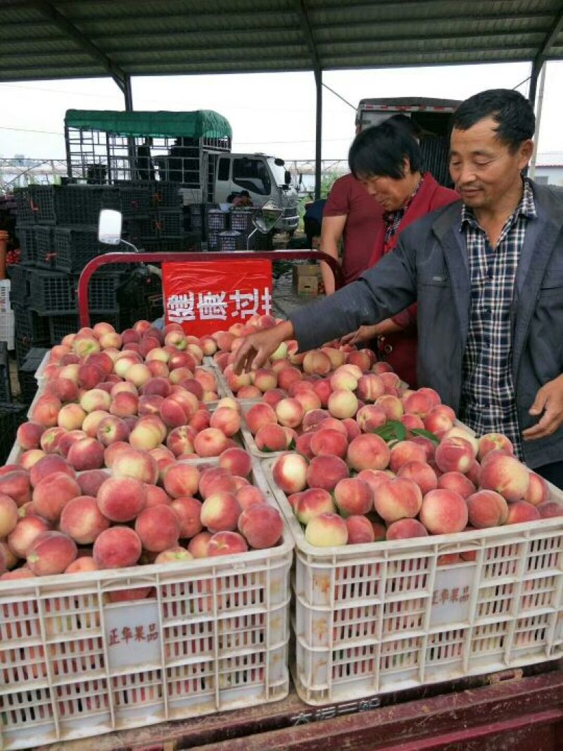 陕西秦王，北京8号脆甜可口个头大，货源充，产地直发！