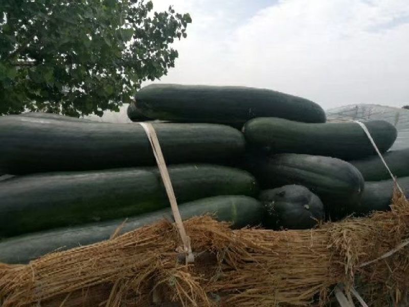 兰陵县黑皮油亮地冬瓜，大量上市有货，质量很好，价格优惠，
