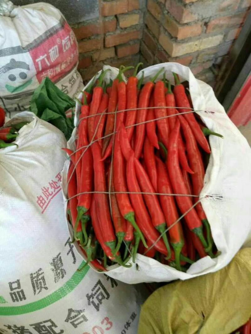 海花红辣椒15~20厘米红