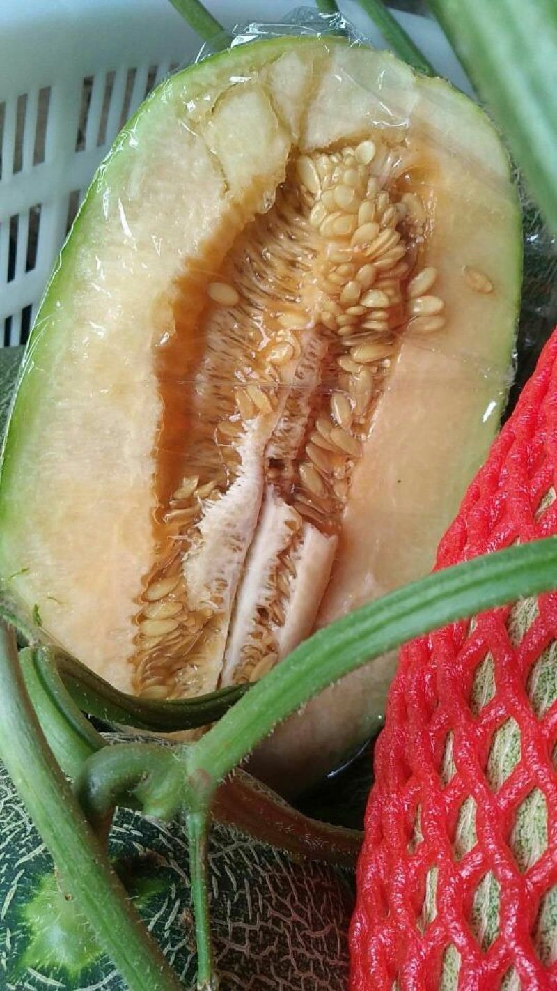 各种甜瓜集中上市价格美丽