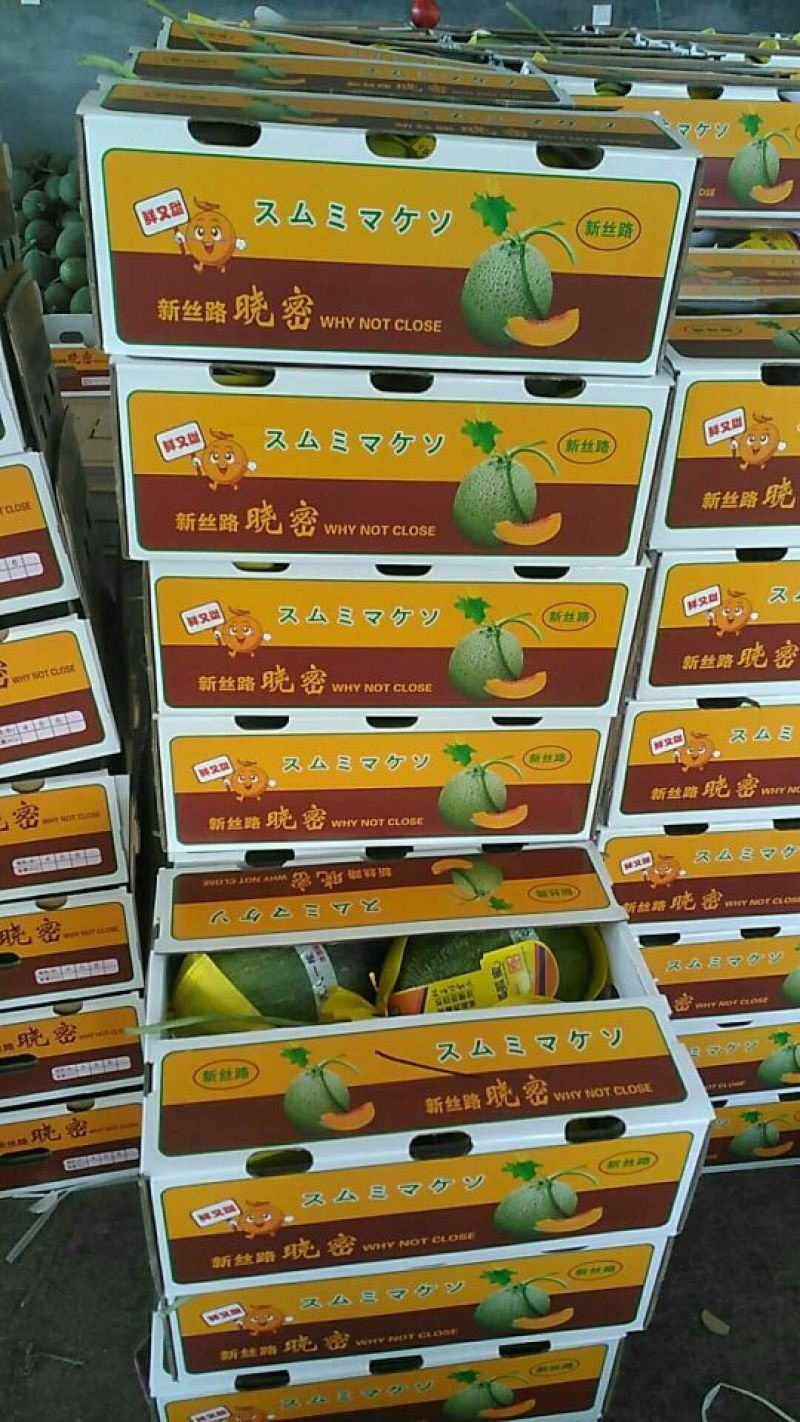 各种甜瓜集中上市价格美丽