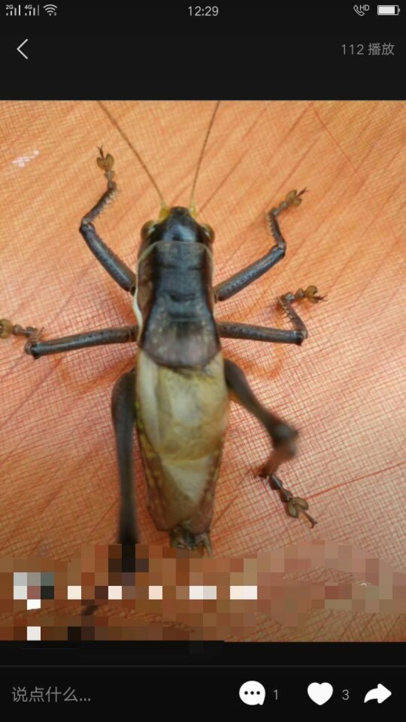 蝈蝈