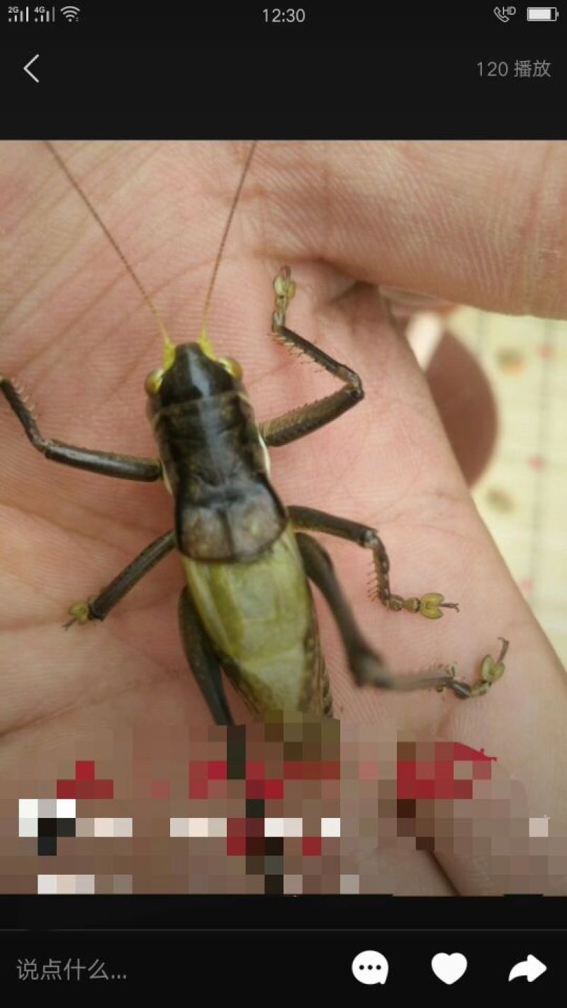 蝈蝈
